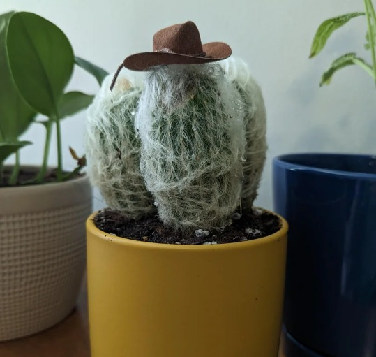 sorry that you can't see the cool cactus, mate!